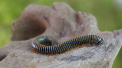 Benoitolus siamensis