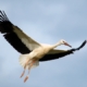 stork_0092