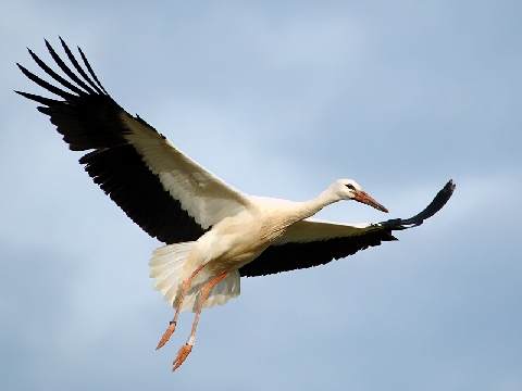 stork_0092