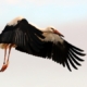 stork_0136